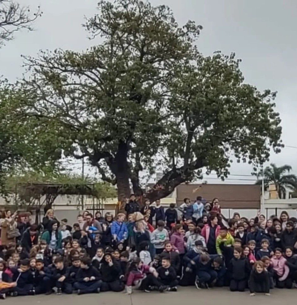 Fue declarado árbol histórico el ombú centenario de la Escuela