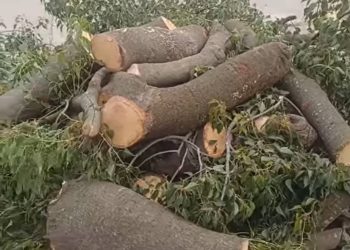 Monte Maíz: fuerte polémica por la poda de un árbol histórico