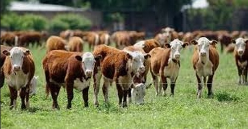Mercado de Cereales de Rosario.02-09.