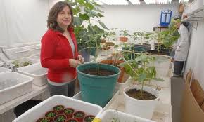 Soja Tolerante a la Sequía