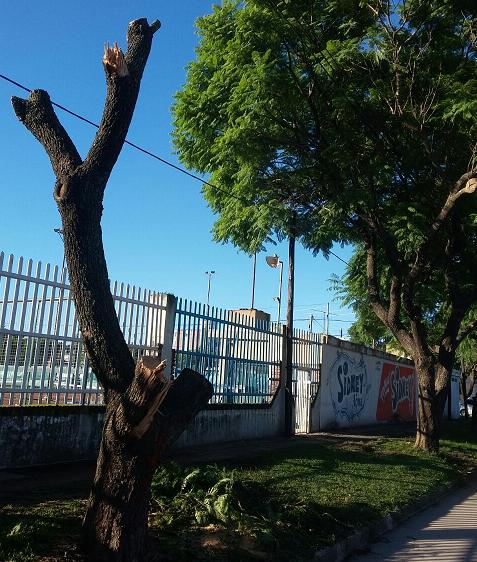 El club San Martín tendrá un nuevo ingreso por calle Beiró y pidió permiso para retirar un árbol