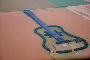 guitarra