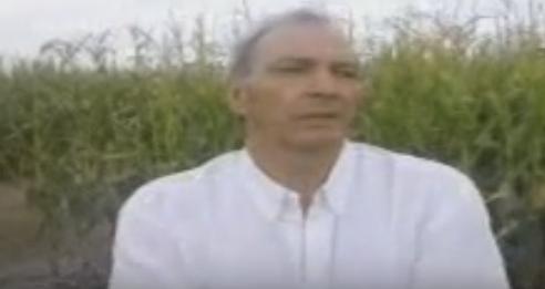 Aprueban un nuevo maíz transgénico