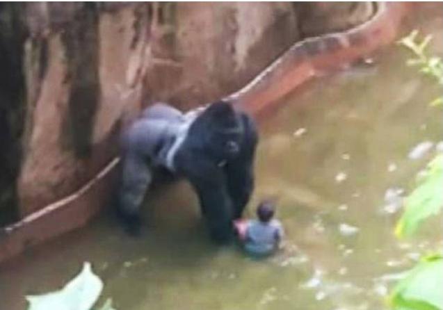 Para salvar a niño de 4 años que cayó en una fosa debieron matar a un gorila