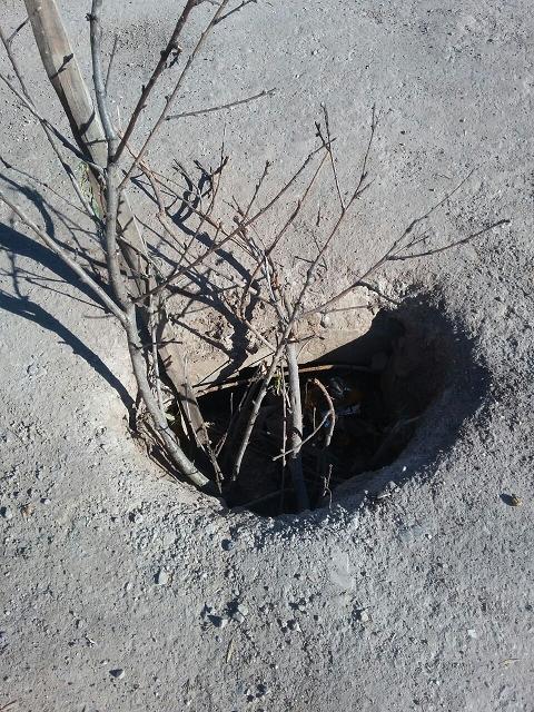 Vecinos de calle Chile y Mendoza plantaron un árbol en pozo de grandes dimensiones existente en el lugar