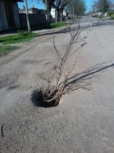 arbol1