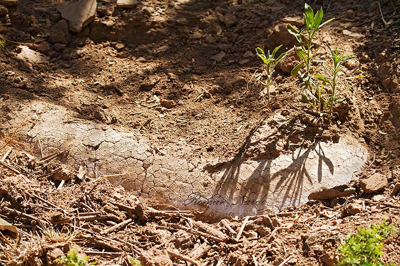 Hallazgo de un Gliptodonte en un campo entre las localidades de Los Surgentes y Cruz Alta