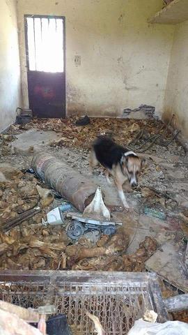 Reclamo en redes sociales por el estado de abandono de un grupo de perros