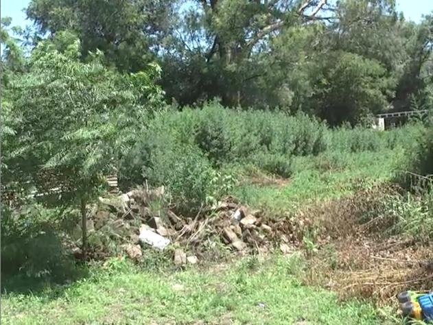 Malezas en los terrenos privados, un problema generalizado en la Ciudad