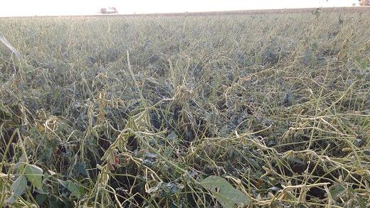 Temporal en Armstrong el día viernes