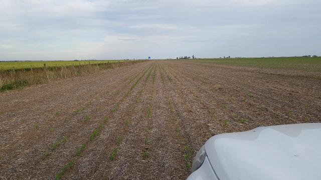 Aparición de cuises en los sembradios de maíz