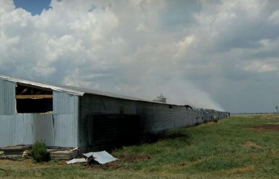 Galvez: Incendio de un criadero de pollos donde murieron 20 mil pollitos