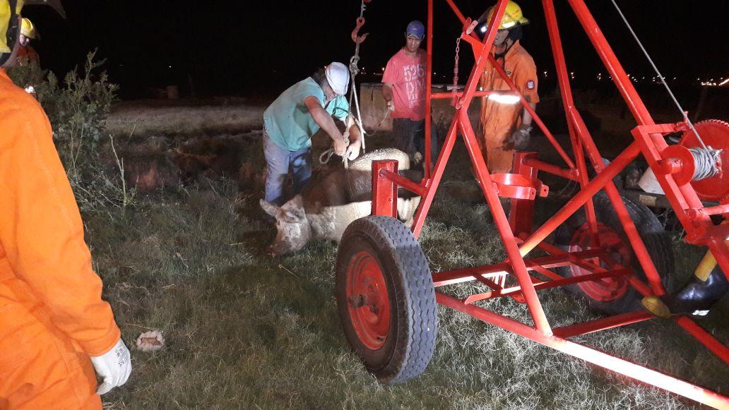 Bomberos de Leones y el rescate de dos animales porcinos y su cría que cayeron a un pozo