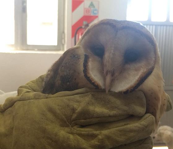 Encontraron tres pichones de búhos blancos en un tanque