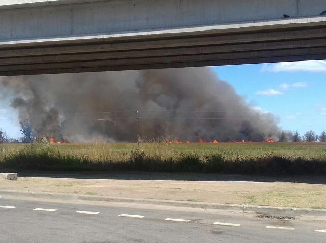 Incendio en campo ubicado en cercanías del área de servicios de Leones, donde acudió Bomberos  de Leones y Marcos Juárez