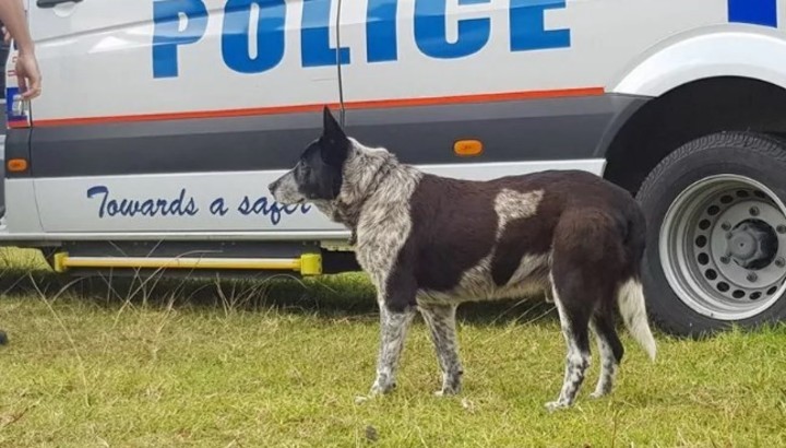 Max, el perro héroe que salvó a una nena perdida