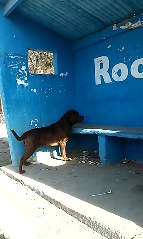 El insólito caso de «Chicho», el perro que lleva tres días mirando una pared