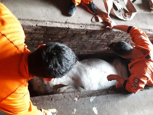 Caída de un equino a una fosa en zona rural en Leones