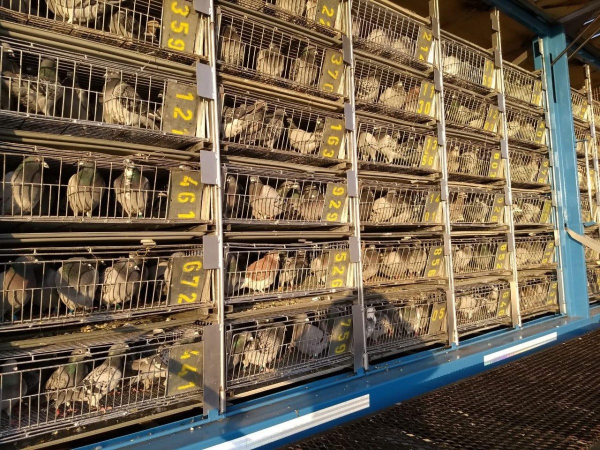 Suelta de palomas mensajeras en la Ciudad