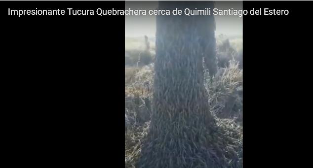 Invasión de langostas en Santiago del Estero