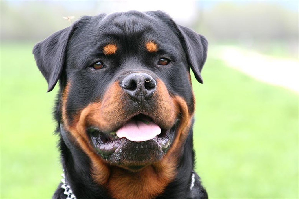 Uruguay: un perro rottweiler cuidó a un bebé abandonado y le salvó la vida