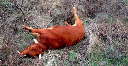 Crece el misterio por las «vacas sin lengua» en Santa Fe