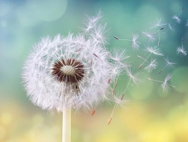 Primavera, temporada de alergias: cómo prevenirlas y minimizar sus efectos