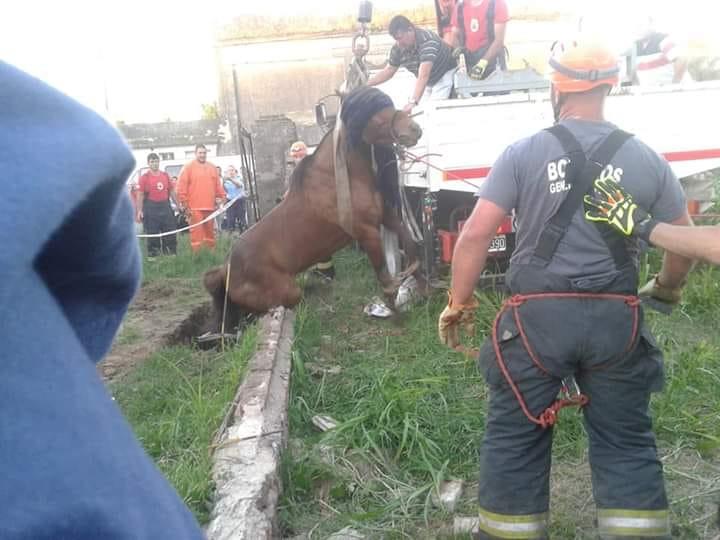 Bomberos Voluntarios de General Roca rescataron un equino que cayó a un pozo