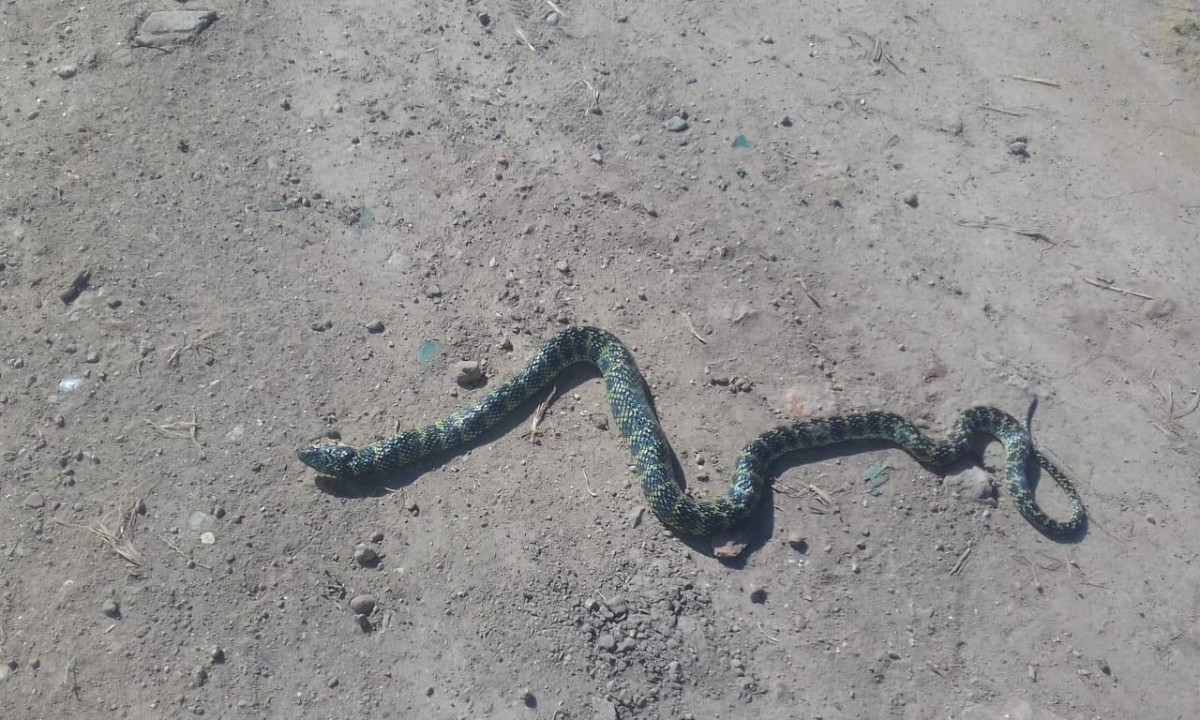 Una víbora suelta por Villa Argentina