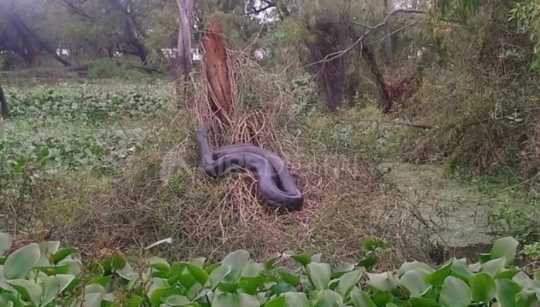 Encontraron una curiyú gigante en la zona de islas de Santa Fe