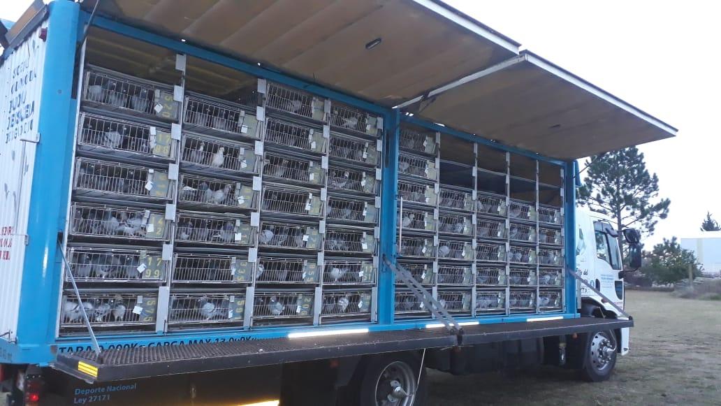 Suelta de dos mil palomas mensajeras en la Ciudad