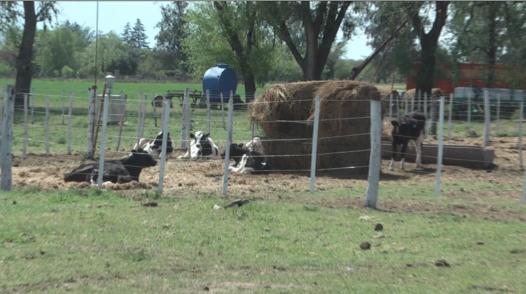Robo de un novillo de un corral del IPEA 209