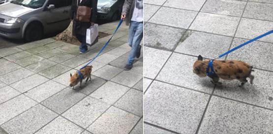 Furor por los mini pigs, las mascotas que llegaron a la Argentina y se hicieron virales