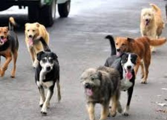 Un nuevo reclamo por ataque de perro en la vía pública