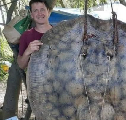 Santa Fe: capturaron una raya de 153 kilos en el río Paraná