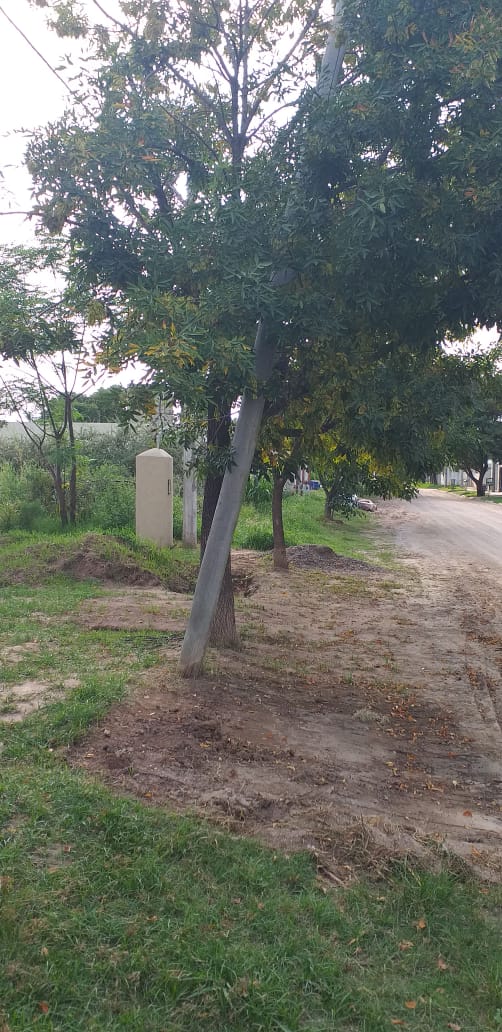 Otro árbol a punto de caerse