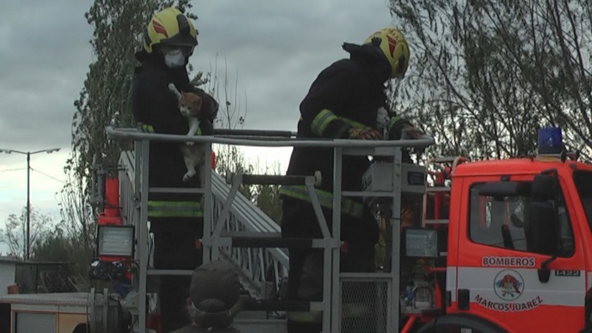 Bomberos rescatan gato de un pino de ocho metros