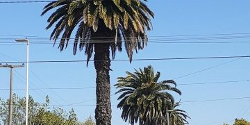 La mínima de hoy 6,8 ºC