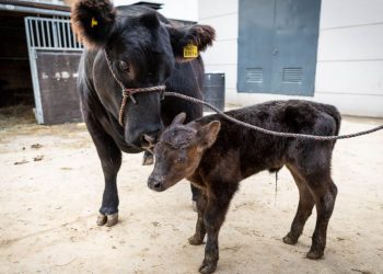 Robaron un ternero del establecimiento del INTA