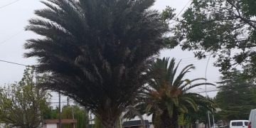 La mínima de hoy 9,8 ºC y el total de lluvia 21,7 mm