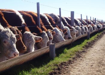 Camilo Aldao: Robaron 60 novillos de un feedlot