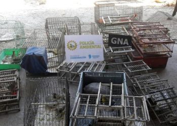 Rescataron a mas de 200 animales silvestres en cautiverio