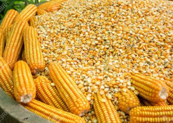 El paro del campo tuvo alto acatamiento