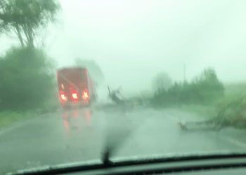 Caída de arboles entre Tortugas y General Roca