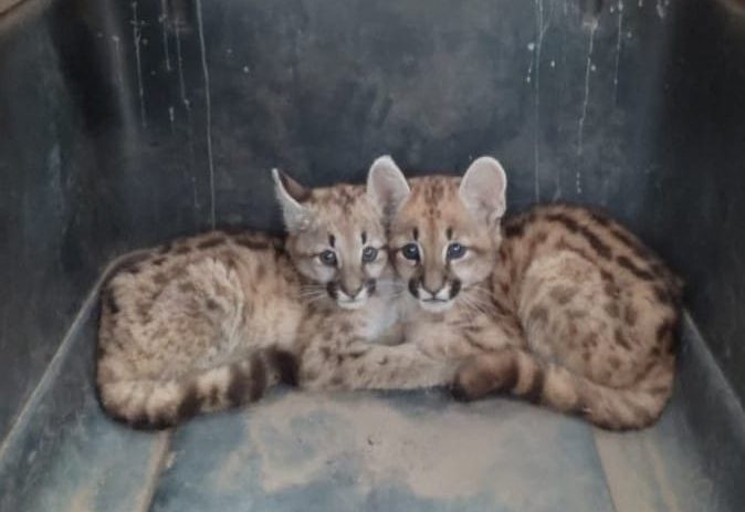 Ordoñez: Rescataron dos cachorros pumas