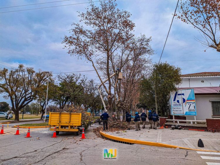 Comenzó el invierno y la época de poda sigue vigente