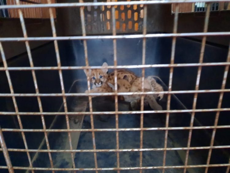 Ordoñez: Rescataron dos cachorros pumas