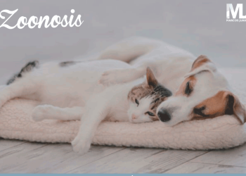 Esterilización Gratuita para mascotas