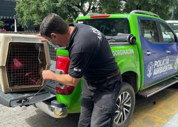 Mona rescatada en Saira