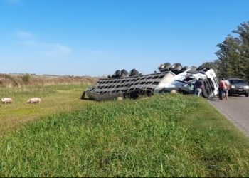 Volcó camión con cerdos en ruta Nº 9 – Entre Marcos Juárez Y Gral. Roca